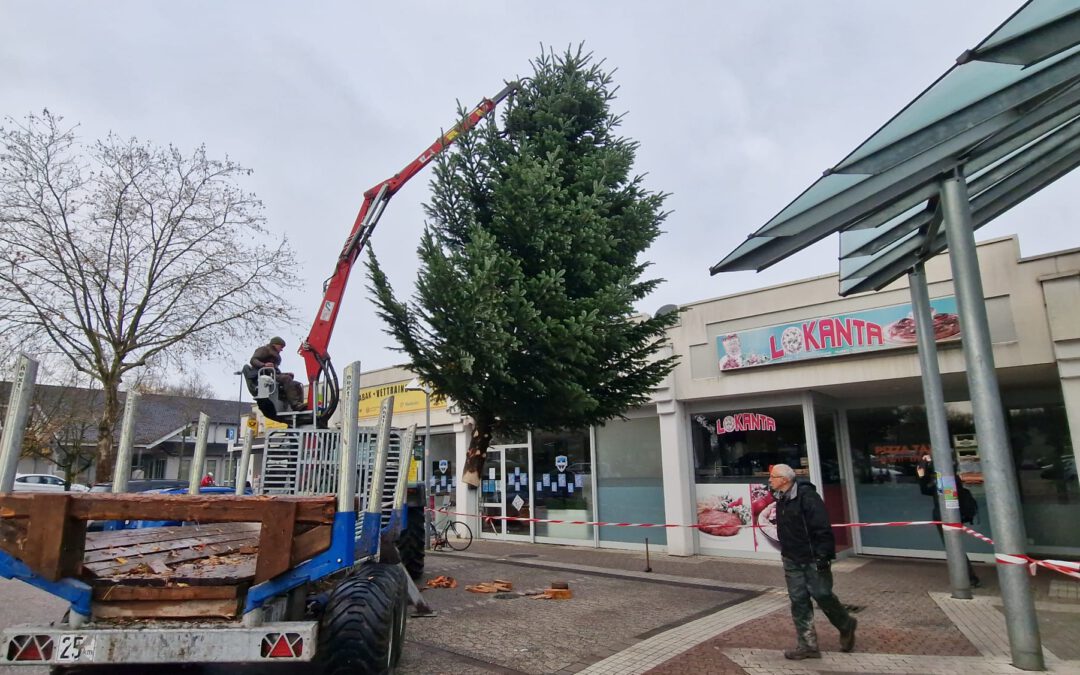 Unser Weihnachtsbaum ist da!